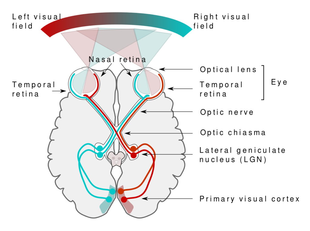 Elements of Human Vision System